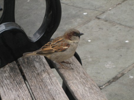 Better picture of a House sparrow